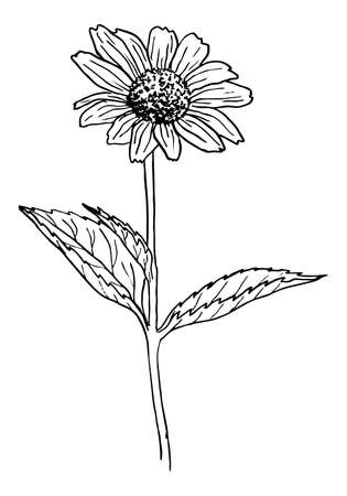 Sketch of a black blooming rudbeckia on a white background in vectorのイラスト素材