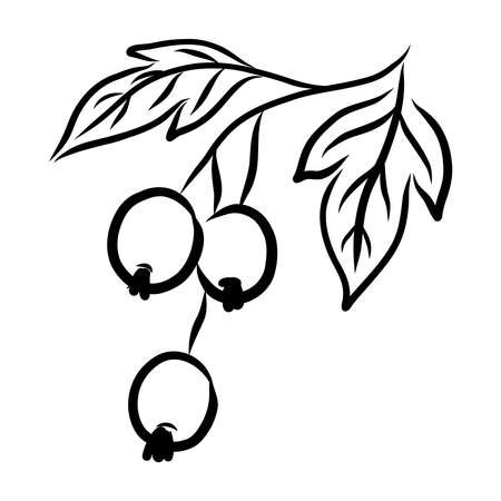 BLACK SILHOUETTE OF CURRANT BERRIES ON A WHITE BACKGROUND IN VECTORのイラスト素材