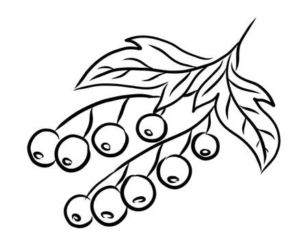 BLACK SILHOUETTE OF CURRANT BERRIES ON A WHITE BACKGROUND IN VECTORのイラスト素材