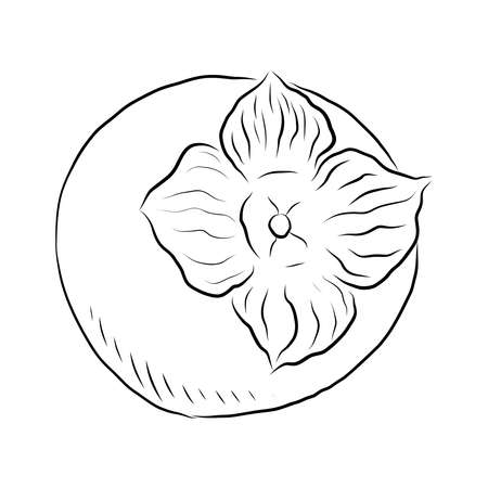 SKETCH OF A RIPE PERSIMMON ON A WHITE BACKGROUND IN VECTORのイラスト素材