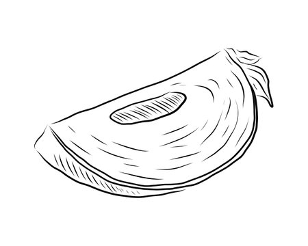 SKETCH OF PERSIMMON SLICES ON A WHITE BACKGROUND IN VECTORのイラスト素材