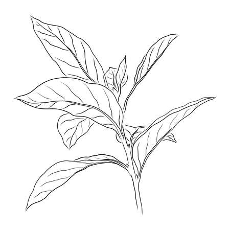 SKETCH OF A BLACK PERSIMMON TWIG ON A WHITE BACKGROUND IN VECTORのイラスト素材