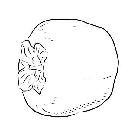 SKETCH OF A RIPE PERSIMMON ON A WHITE BACKGROUND IN VECTORのイラスト素材