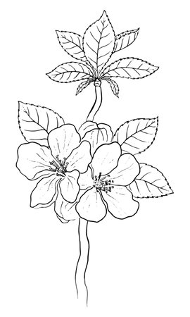 SKETCH OF A BLACK BRANCH OF A BLOOMING APPLE TREE ON A WHITE BACKGROUND IN VECTORのイラスト素材