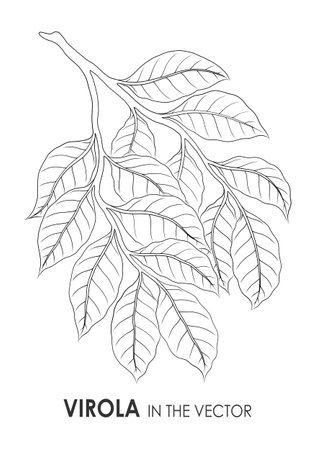 MEDICINAL PLANT VIROLA ON A WHITE BACKGROUND IN VECTORのイラスト素材