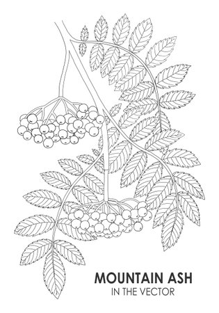 MEDICINAL PLANT MOUNTAIN ASH ON A WHITE BACKGROUND IN VECTORのイラスト素材