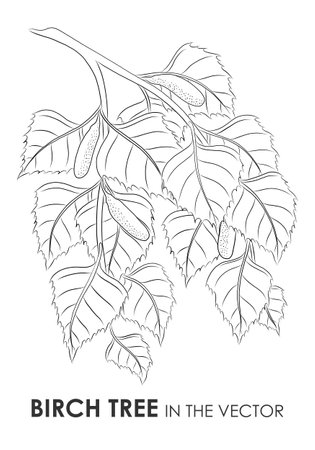 MEDICINAL PLANT BIRCH ON A WHITE BACKGROUND IN VECTORのイラスト素材