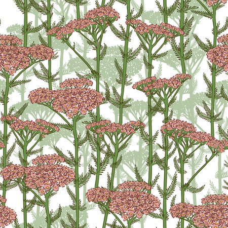 WHITE SEAMLESS PATTERN WITH BLOOMING PINK YARROW IN VECTORの写真素材
