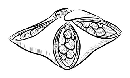 BLACK CONTOUR DRAWING OF A PUFF ENVELOPE WITH FRUIT FILLING ON A WHITE BACKGROUND IN VECTORのイラスト素材