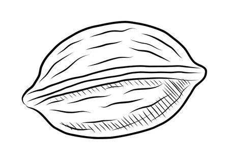 BLACK CONTOUR DRAWING OF A WALNUT ON A WHITE BACKGROUND IN VECTORのイラスト素材