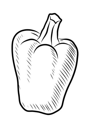 BLACK CONTOUR DRAWING OF BULGARIAN PEPPER ON A WHITE BACKGROUND IN VECTORのイラスト素材
