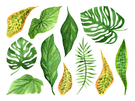 A SET OF WATERCOLOR ILLUSTRATIONS OF TROPICAL LEAVES ISOLATED ON A WHITE BACKGROUNDの写真素材