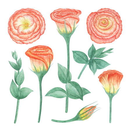 A SET OF WATERCOLOR ILLUSTRATIONS OF EUSTOMA ISOLATED ON A WHITE BACKGROUNDの写真素材