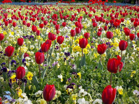 summer park flowersの写真素材