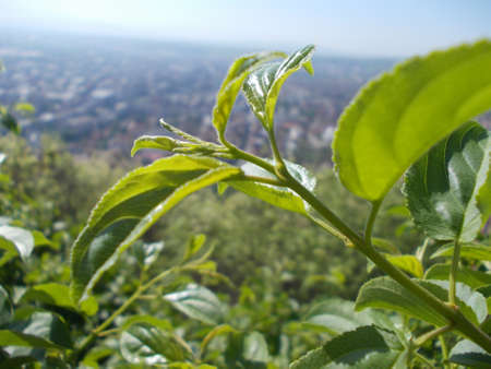 leaf above the cityの写真素材