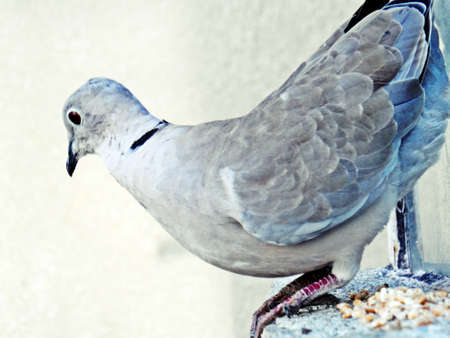 doveの写真素材