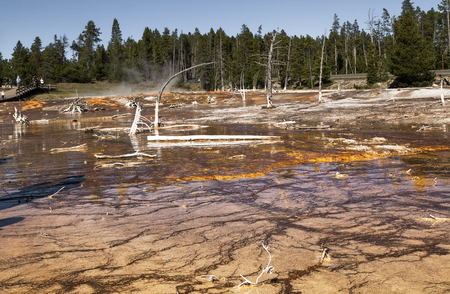 Landscape with dead trees, reflection in water, steam, blue sky in Yellowstone National park, WY, USAの写真素材