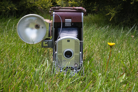Old vintage photo camera on green grass. Yellow dandelion flower.の写真素材