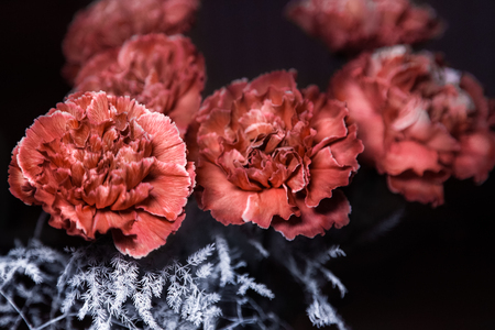 Vintage brown carnations on black background. Brown Molly carnations.の写真素材