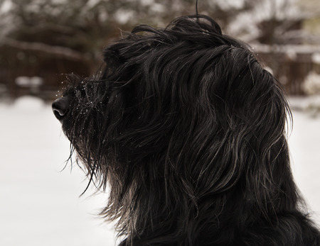 Giant schnauzer. Big black dog on snow. Dog portait. Profile.の写真素材