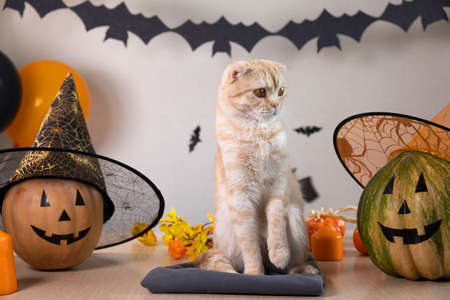 Cute striped red cat breed Scottish fold sitting on the table with pumpkins in witch hats. Room is...