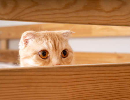 Young red Scottish fold cat curiously peeking out from behind the wooden background. Pet sits on top of a child's bunk bed. copy spaceの写真素材
