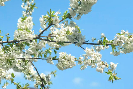 Cherry branch with in spring bloom on background of blue sky. White flowers of blooming Cherries...