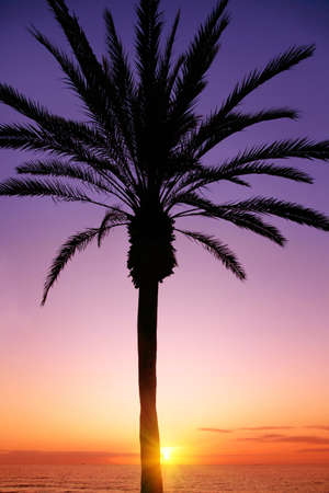 Silhouette of palm tree and colorful sunset.の写真素材