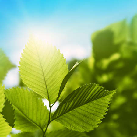 Sunlight in blue sky and green foliage. 