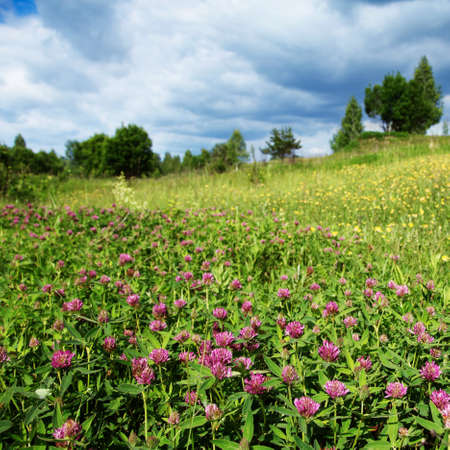 Clover field,trees and stormy sky. の写真素材