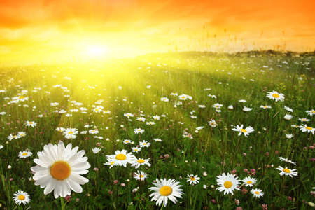 Flower field and sunset. Flower field and sunset.