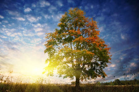 Single autumn tree at sunset.の写真素材