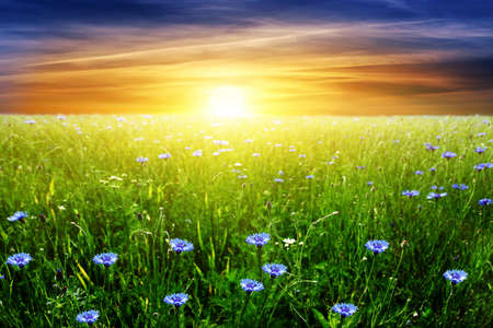 Sunset over field. の写真素材