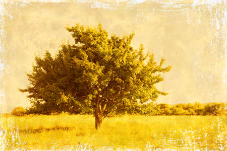 Tree in the field in retro style の写真素材