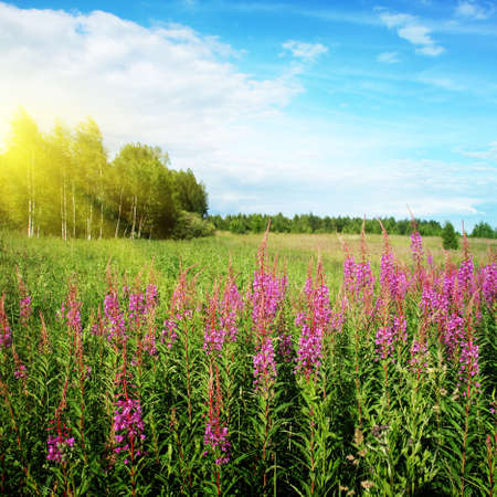 Flower field,blue sky and sun の写真素材