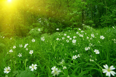 Sun in the forest 