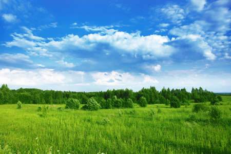Summer country landscape 