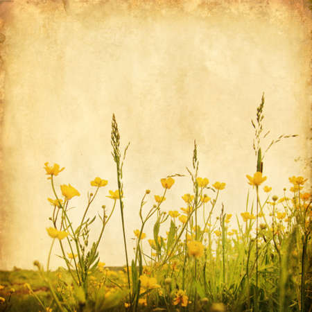 Grunge image of yellow buttercups in the field.の写真素材