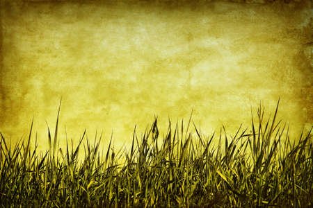 Green grass in grunge and retro style.の写真素材