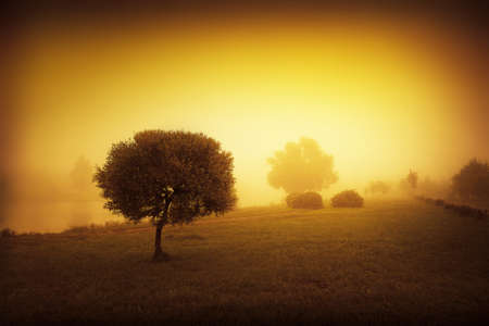 Mystic foggy landscape.の写真素材