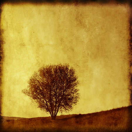 Single tree in a field  Grunge and retro style  の写真素材
