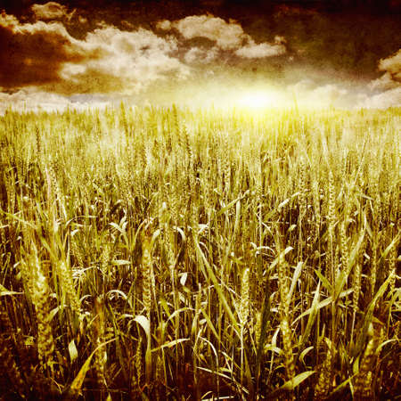 Grunge image of wheat field at sunset の写真素材