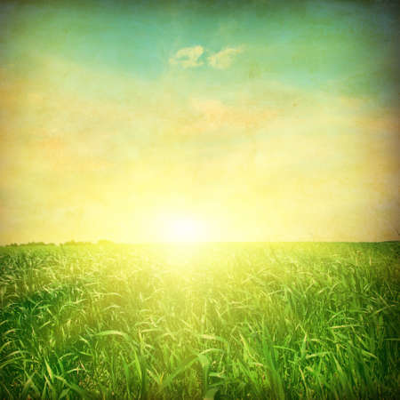 Sunset over green grass field  Grunge style photo の写真素材