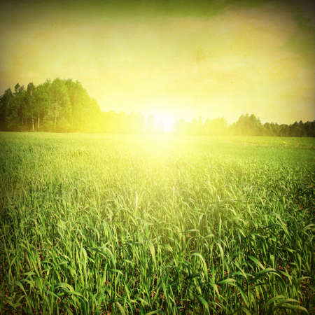 Grunge image of summer landscape at sunset の写真素材