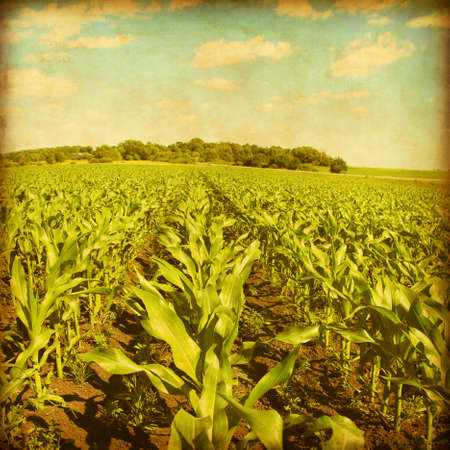 Old style photo of green corn field の写真素材