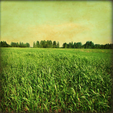 Grungy summer landscape with grass field and sky  の写真素材