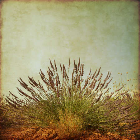 Lavender in the field in grunge and retro style.の写真素材