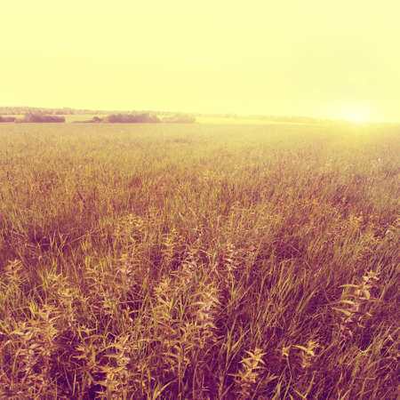 Summer field at sunset in vintage style  の写真素材