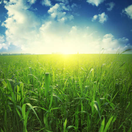 Sunlight in blue sky and green grass field.の写真素材
