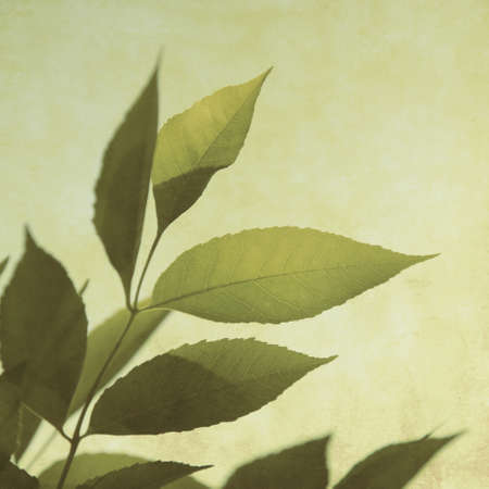 Green leaves in vintage style.の写真素材